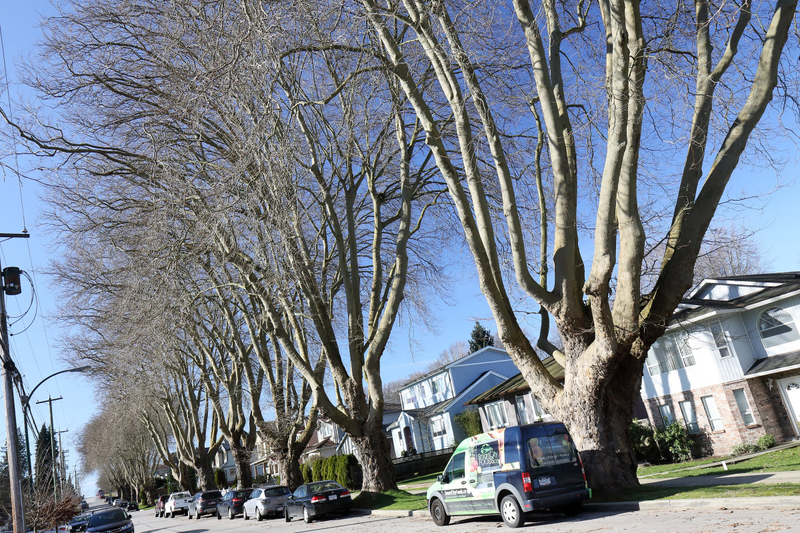 Illustration for article titled Pics from the Curbside: 2018-02-12 to The Boulevards